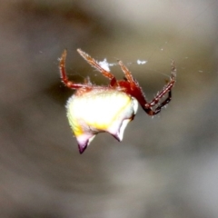Poecilopachys australasia at Guerilla Bay, NSW - 26 Feb 2019 08:54 PM