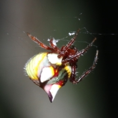 Poecilopachys australasia at Guerilla Bay, NSW - 26 Feb 2019 08:54 PM