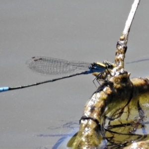 Pseudagrion aureofrons at Dunlop, ACT - 1 Mar 2019 01:41 PM