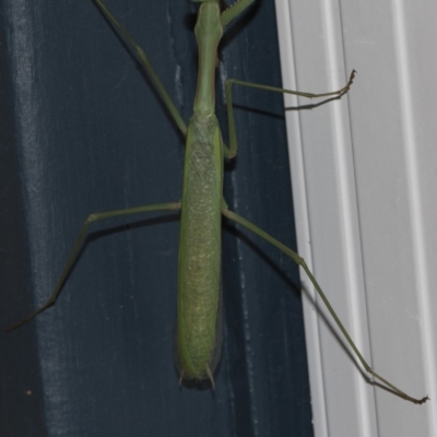 Pseudomantis albofimbriata (False garden mantis) at Higgins, ACT - 25 Feb 2019 by Alison Milton