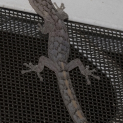 Christinus marmoratus (Southern Marbled Gecko) at Higgins, ACT - 26 Feb 2019 by AlisonMilton