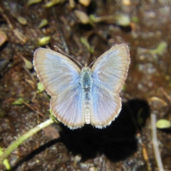 Zizina otis (Common Grass-Blue) at Paddys River, ACT - 24 Feb 2019 by MatthewFrawley