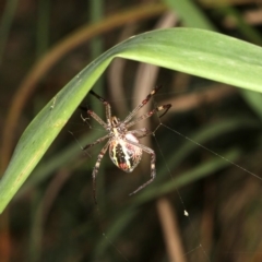 Argiope keyserlingi (St Andrew's Cross Spider) at Broulee, NSW - 27 Feb 2019 by jbromilow50