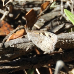 Geitoneura klugii (Marbled Xenica) at Paddys River, ACT - 24 Feb 2019 by MatthewFrawley