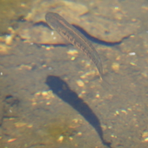 Galaxias olidus at Cotter River, ACT - 24 Feb 2019 01:05 PM