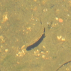 Galaxias olidus at Cotter River, ACT - 24 Feb 2019 01:05 PM