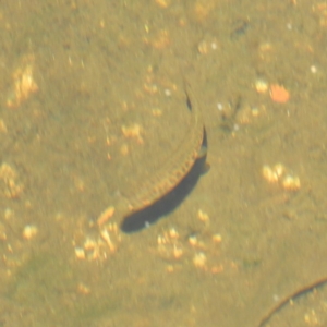 Galaxias olidus at Cotter River, ACT - 24 Feb 2019 01:05 PM