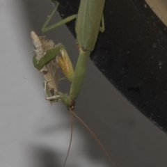 Orthodera ministralis (Green Mantid) at Higgins, ACT - 26 Feb 2019 by AlisonMilton