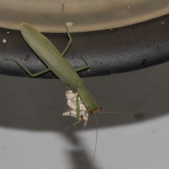 Orthodera ministralis at Higgins, ACT - 26 Feb 2019 10:39 PM