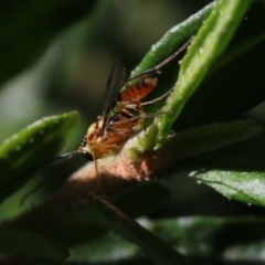 Braconidae (family) (Unidentified braconid wasp) at Higgins, ACT - 24 Feb 2019 by Alison Milton