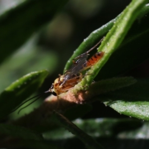 Braconidae (family) at Higgins, ACT - 25 Feb 2019 08:00 AM