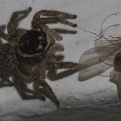 Maratus griseus at Higgins, ACT - 25 Feb 2019