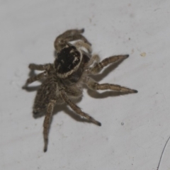 Maratus griseus at Higgins, ACT - 25 Feb 2019