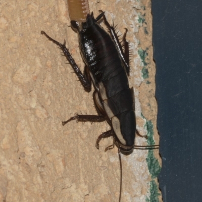 Drymaplaneta communis (Eastern Wood Runner, Common Shining Cockroach) at Higgins, ACT - 27 Feb 2019 by AlisonMilton