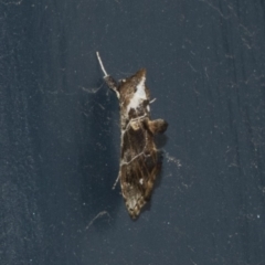 Arrade leucocosmalis (A Hypeninae moth) at Higgins, ACT - 27 Feb 2019 by AlisonMilton