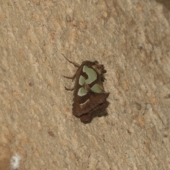 Cosmodes elegans (Green Blotched Moth) at Higgins, ACT - 27 Feb 2019 by AlisonMilton