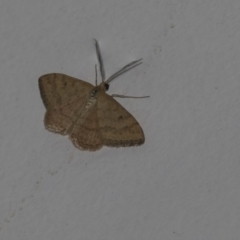 Scopula rubraria (Reddish Wave, Plantain Moth) at Higgins, ACT - 25 Feb 2019 by Alison Milton