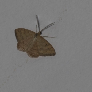 Scopula rubraria at Higgins, ACT - 25 Feb 2019 08:33 PM