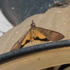 Uresiphita ornithopteralis (Tree Lucerne Moth) at Higgins, ACT - 27 Feb 2019 by AlisonMilton