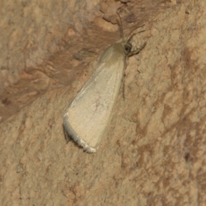 Heliocheilus (genus) at Higgins, ACT - 26 Feb 2019 10:39 PM