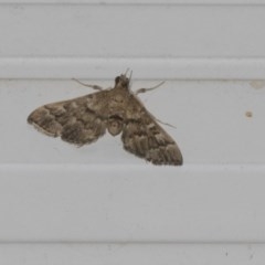 Nacoleia rhoeoalis (Spilomelinae) at Higgins, ACT - 27 Feb 2019 by AlisonMilton