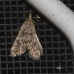 Achyra affinitalis (Cotton Web Spinner) at Higgins, ACT - 25 Feb 2019 by AlisonMilton