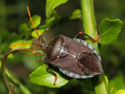 Musgraveia sulciventris (Bronze Orange Bug) at Hackett, ACT - 1 Mar 2019 by TimL