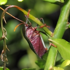 Musgraveia sulciventris at Hackett, ACT - 1 Mar 2019