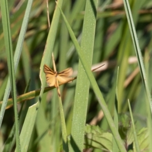 Phaeophlebosia furcifera at Fyshwick, ACT - 1 Mar 2019