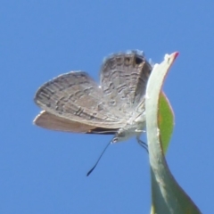 Acrodipsas myrmecophila (Small Ant-blue Butterfly) by Christine