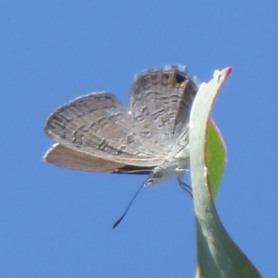 Acrodipsas myrmecophila (Small Ant-blue Butterfly) by Christine