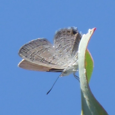 Acrodipsas myrmecophila (Small Ant-blue Butterfly) at Symonston, ACT - 28 Feb 2019 by Christine