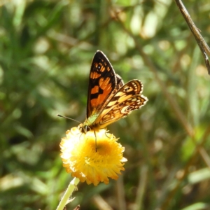 Oreixenica lathoniella at Paddys River, ACT - 24 Feb 2019