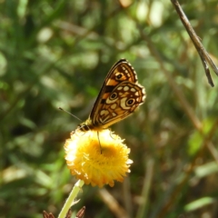 Oreixenica lathoniella at Paddys River, ACT - 24 Feb 2019