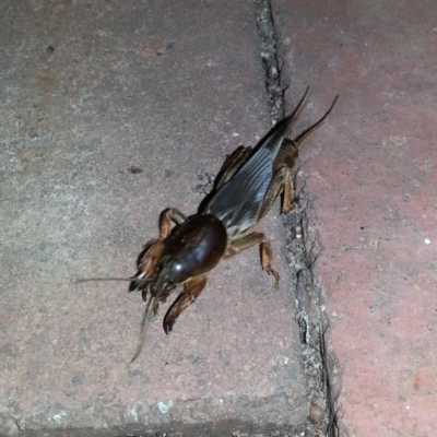 Gryllotalpa sp. (genus) (Mole Cricket) at Kambah, ACT - 28 Feb 2019 by MatthewFrawley