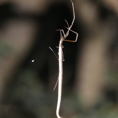 Ariamnes colubrinus (Whip spider) at Guerilla Bay, NSW - 26 Feb 2019 by jbromilow50