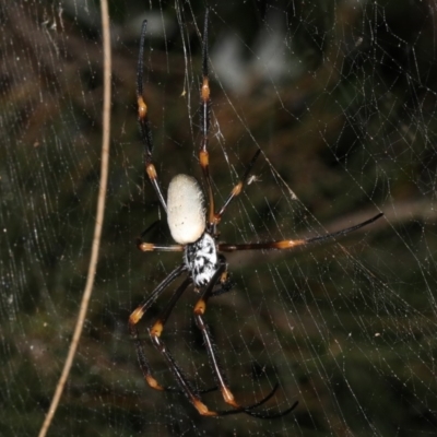 Nephila plumipes (Humped golden orb-weaver) at Broulee, NSW - 27 Feb 2019 by jb2602