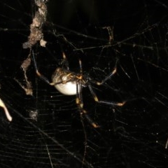 Nephila plumipes (Humped golden orb-weaver) at Broulee, NSW - 27 Feb 2019 by jb2602
