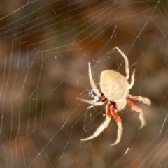 Hortophora transmarina (Garden Orb Weaver) at Guerilla Bay, NSW - 26 Feb 2019 by jb2602