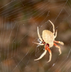 Hortophora transmarina (Garden Orb Weaver) at Guerilla Bay, NSW - 26 Feb 2019 by jbromilow50