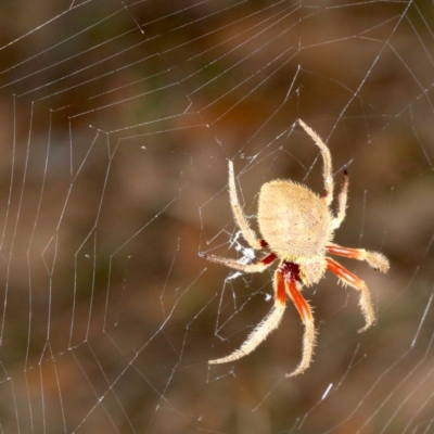 Hortophora transmarina (Garden Orb Weaver) at Guerilla Bay, NSW - 26 Feb 2019 by jb2602