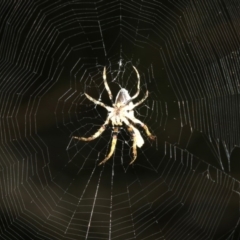 Hortophora sp. (genus) (Garden orb weaver) at Rosedale, NSW - 25 Feb 2019 by jb2602