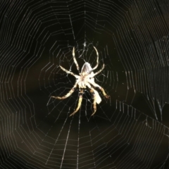 Hortophora sp. (genus) (Garden orb weaver) at Rosedale, NSW - 25 Feb 2019 by jbromilow50