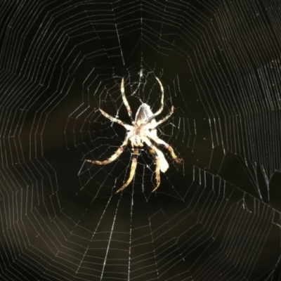 Hortophora sp. (genus) (Garden orb weaver) at Rosedale, NSW - 25 Feb 2019 by jbromilow50