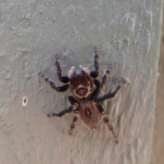 Maratus griseus (Jumping spider) at Jerrabomberra Wetlands - 28 Feb 2019 by Christine