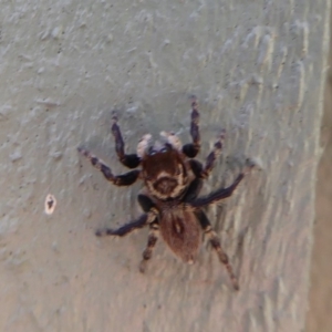 Maratus griseus at Fyshwick, ACT - 1 Mar 2019 09:43 AM