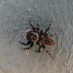 Maratus griseus at Fyshwick, ACT - 1 Mar 2019 09:43 AM