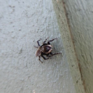 Maratus griseus at Fyshwick, ACT - 1 Mar 2019