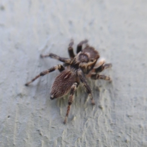 Maratus griseus at Fyshwick, ACT - 1 Mar 2019 09:43 AM