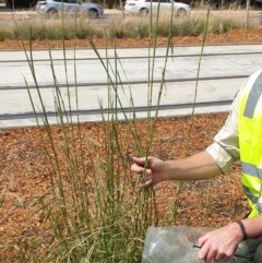 Bothriochloa biloba (Lobed Bluegrass) at Harrison, ACT - 28 Feb 2019 by ACTBioSecurity